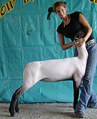 Reserve Grand Premier Lamb Challenge